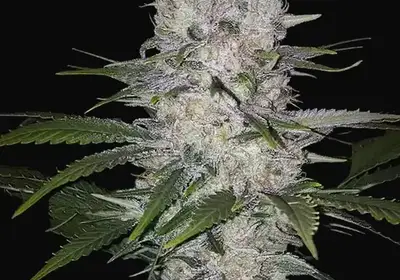 Skunk Hero RBX1