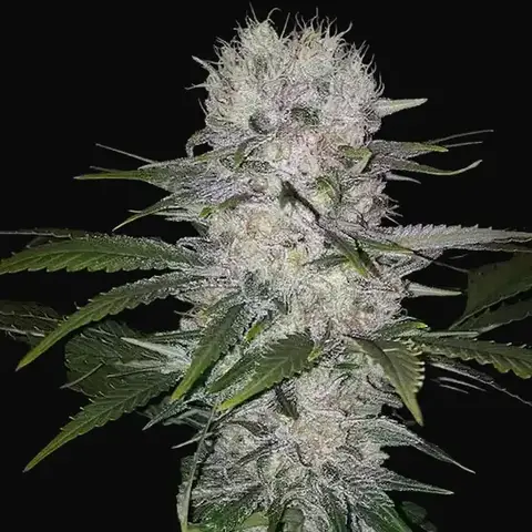 Skunk Hero RBX1