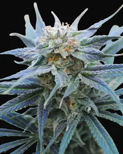 Skunk +