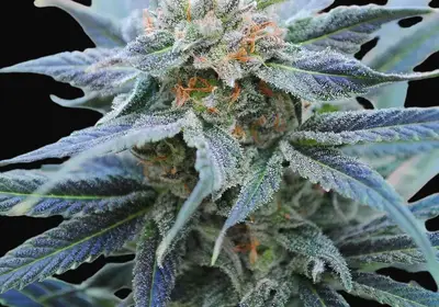Skunk +