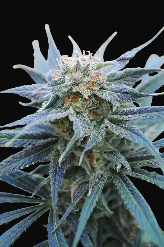 Skunk +