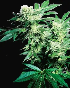Skunk Kush Feminized