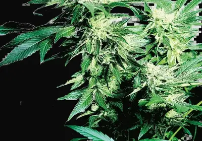 Skunk Kush Regular