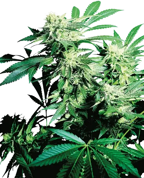Skunk Kush Regular