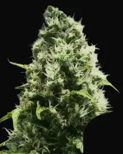 Skunk XL Regular