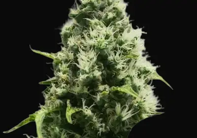 Skunk XL Regular