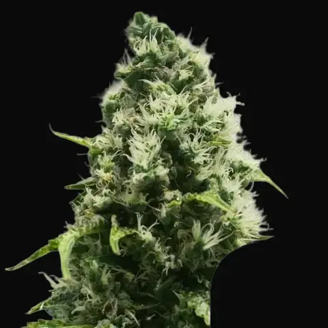 Skunk XL Regular