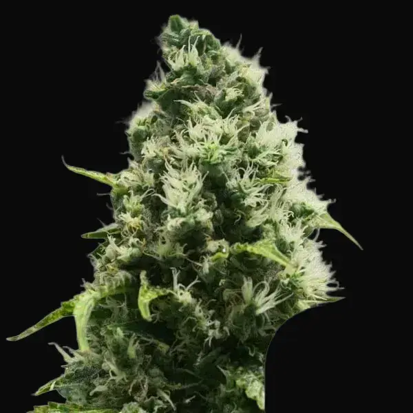 Skunk XL Regular