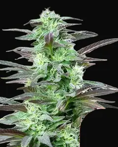 Skunk XL
