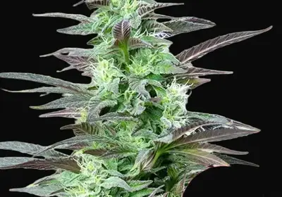 Skunk XL