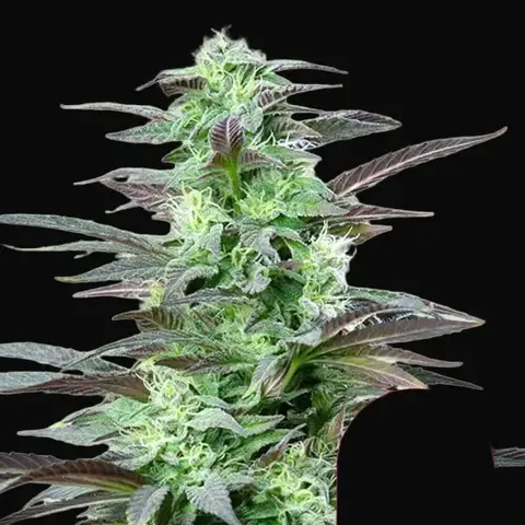 Skunk XL