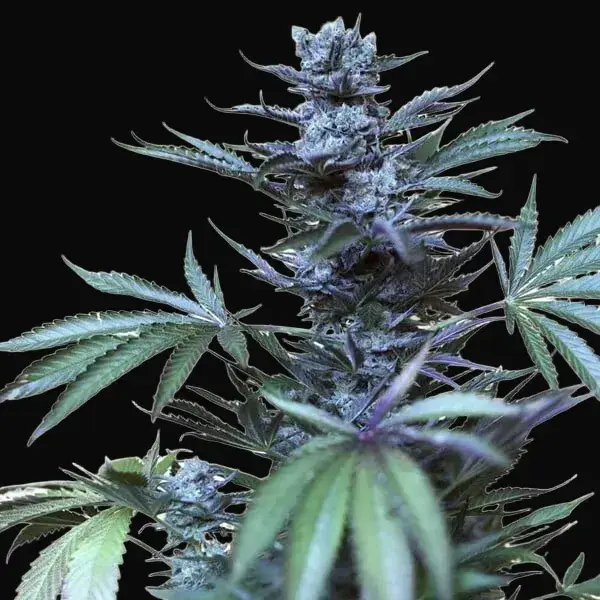 Skunk XL — zdjęcie 8