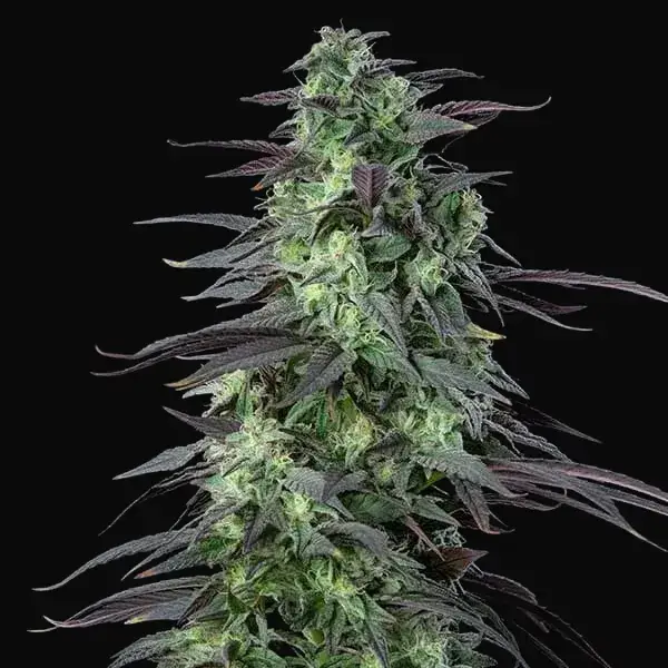 Skunk XL — zdjęcie 4