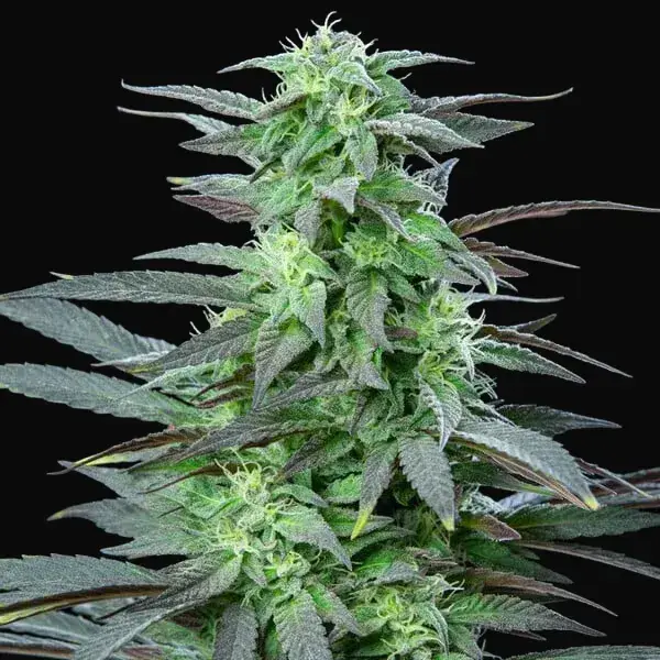 Skunk XL — zdjęcie 3