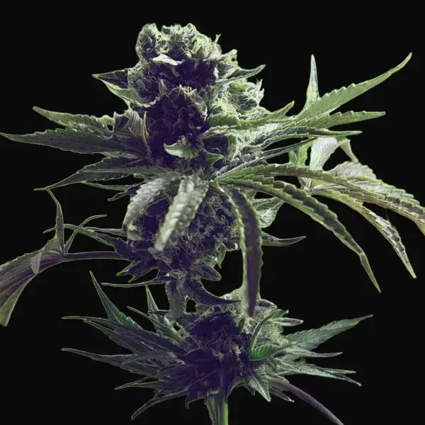 Skunk XL — zdjęcie 6