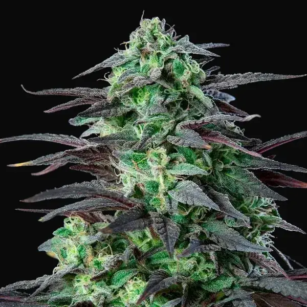 Skunk XL — zdjęcie 7