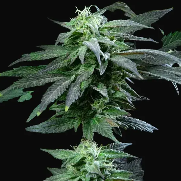 Skunk XL — zdjęcie 5