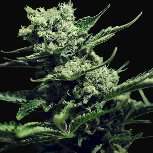 Skunk XL — zdjęcie 9