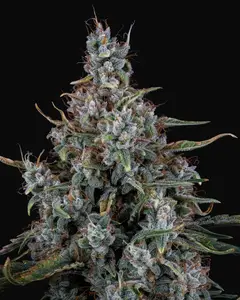 Skystomper 2.0 Auto