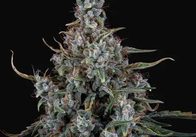 Skystomper 2.0 Auto