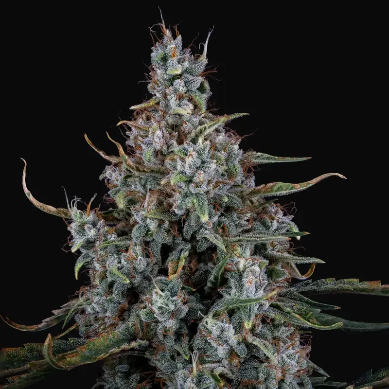 Skystomper 2.0 Auto