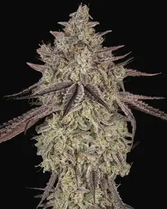 Skywalker Auto