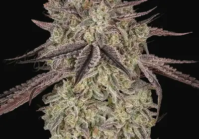 Skywalker Auto