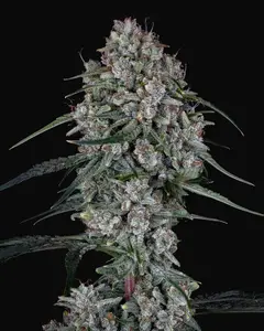 Skywalker Auto