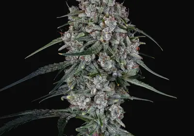 Skywalker Auto