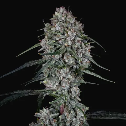 Skywalker Auto