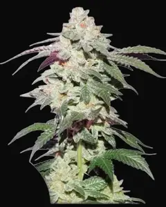 Skywalker Haze