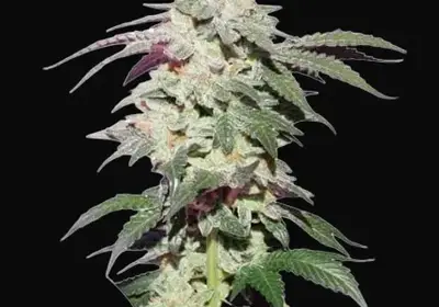 Skywalker Haze