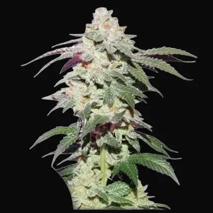 Skywalker Haze