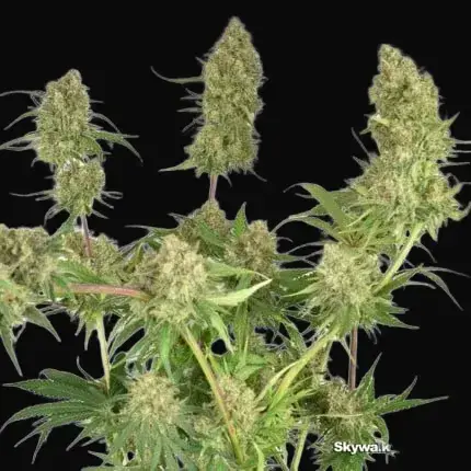 Skywalker Haze — zdjęcie 4