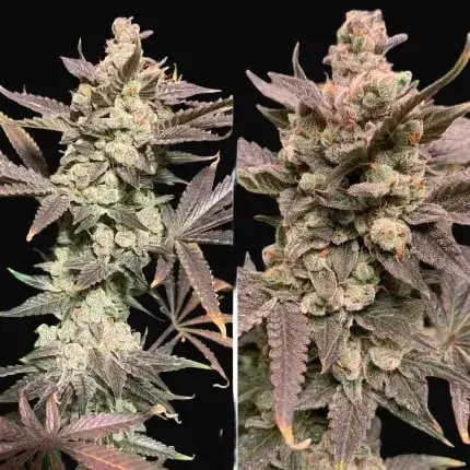 Skywalker Haze — zdjęcie 2