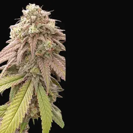Skywalker Haze — zdjęcie 5