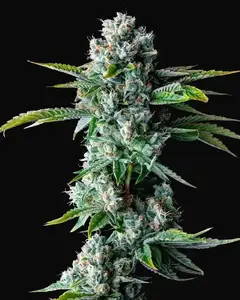 Skywalker Kush