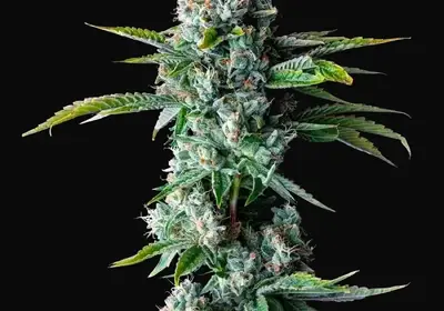 Skywalker Kush