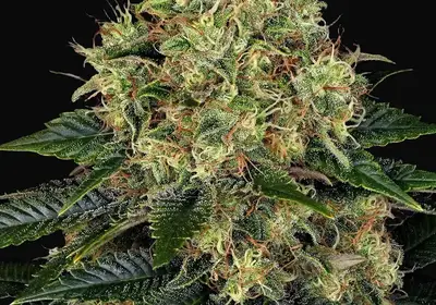 Skywalker OG Auto
