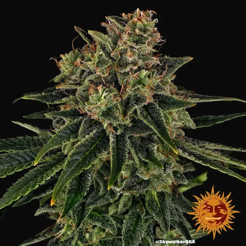 Skywalker OG Auto — zdjęcie 3