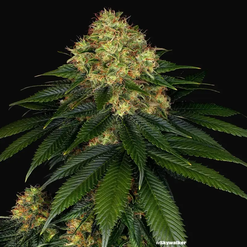 Skywalker OG Auto — zdjęcie 2