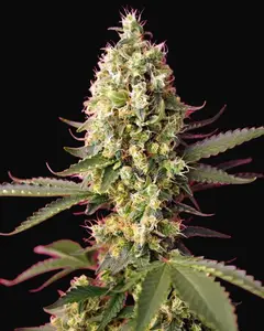 Skywalker OG Runtz XL Auto