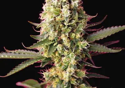 Skywalker OG Runtz XL Auto