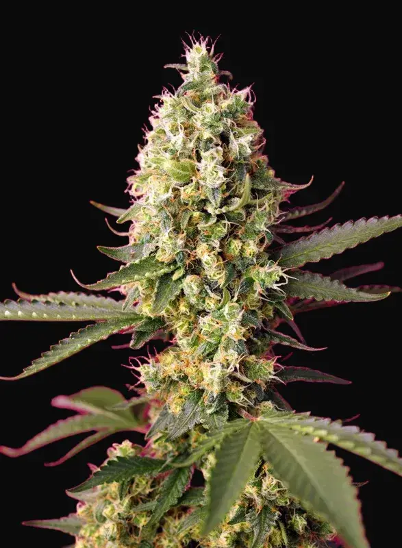 Skywalker OG Runtz XL Auto
