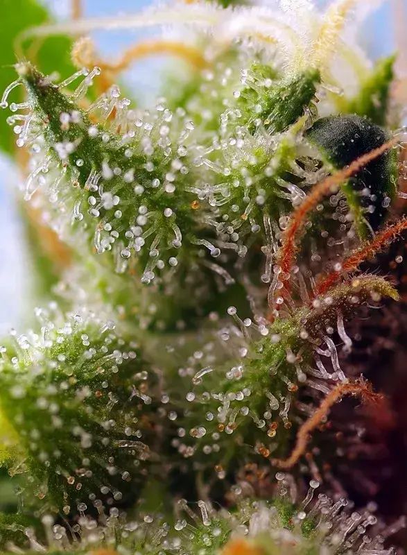 Skywalker OG Runtz XL Auto — zdjęcie 2