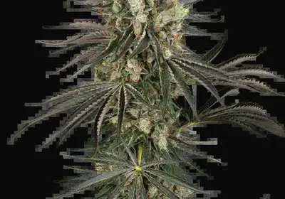 Slam Dank
