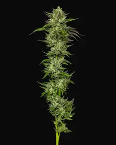Slightly Stoopid Collie Man Kush