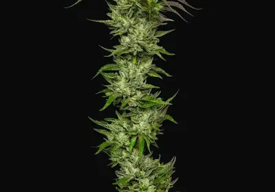 Slightly Stoopid Collie Man Kush