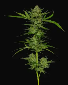 Slightly Stoopid Fruits