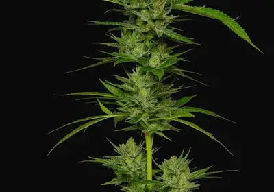 Slightly Stoopid Fruits